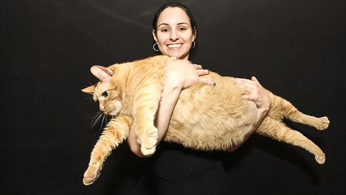 Cea mai grasă pisică din lume? Cântăreşte cât un copil de 4 ani FOTO