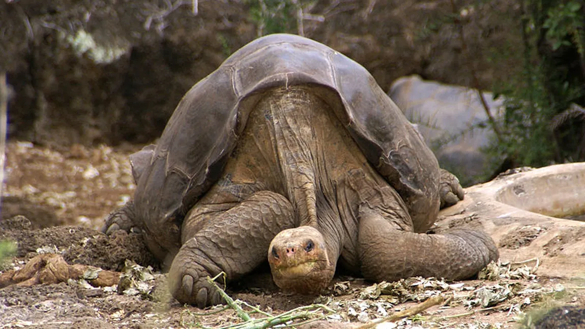Cel mai rar animal din lume a murit în Insulele Galapagos