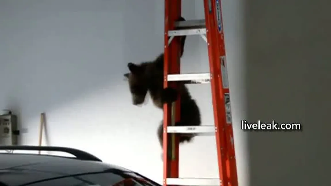 INCREDIBIL Pui de urs salvat de mama lui, după ce a rămas blocat în garaj VIDEO