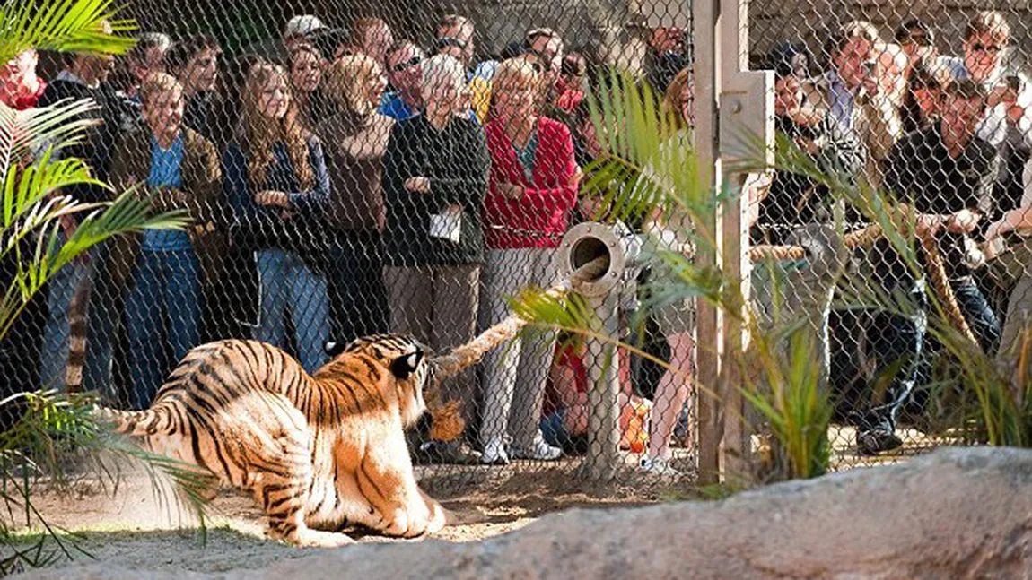 Joaca cu tigrul: Concurs de forţă la zoo, între oameni şi marile feline VIDEO