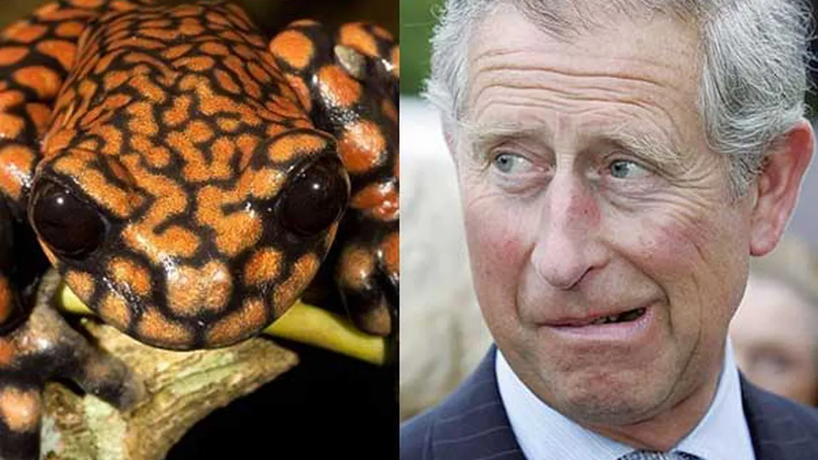 O nouă specie de broască a primit numele prinţului Charles