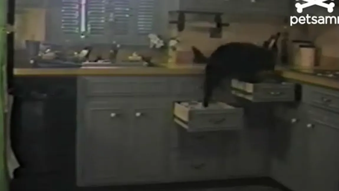 Câinele agent-secret: Cum se furişează un patruped în bucătărie VIDEO