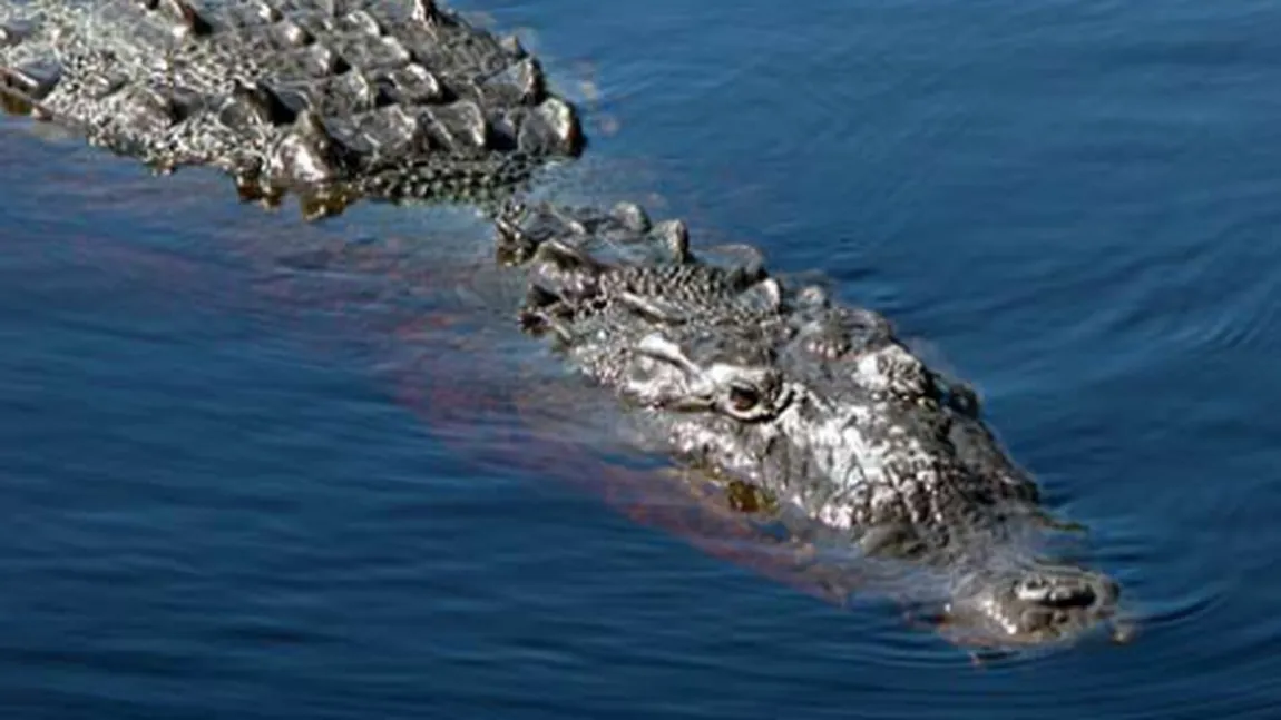 Un crocodil, descoperit în apa unui ştrand din Roman VIDEO