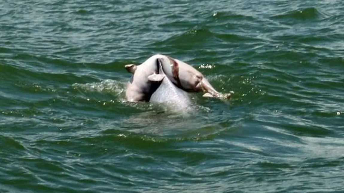 EMOŢIONANT Ritual al delfinilor: Cum îşi plânge un delfin puiul VIDEO