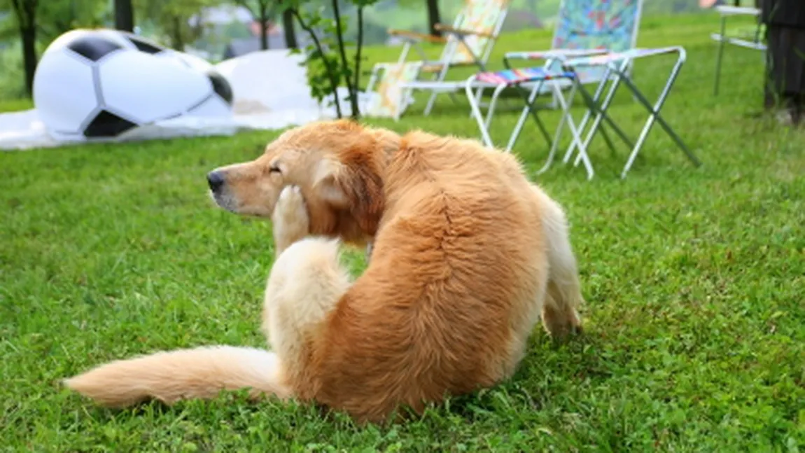 Animalele pot fi şi ele afectate de alergiile de sezon