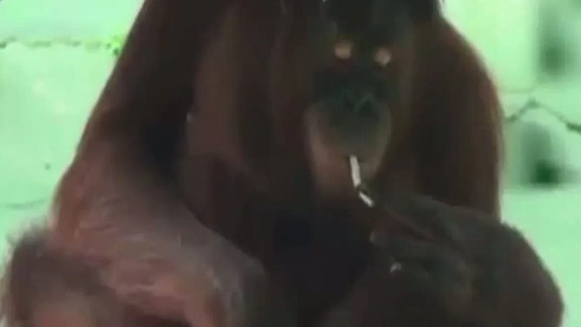 Maimuţa care fumează, mutată pe-o insulă ca să scape de viciu