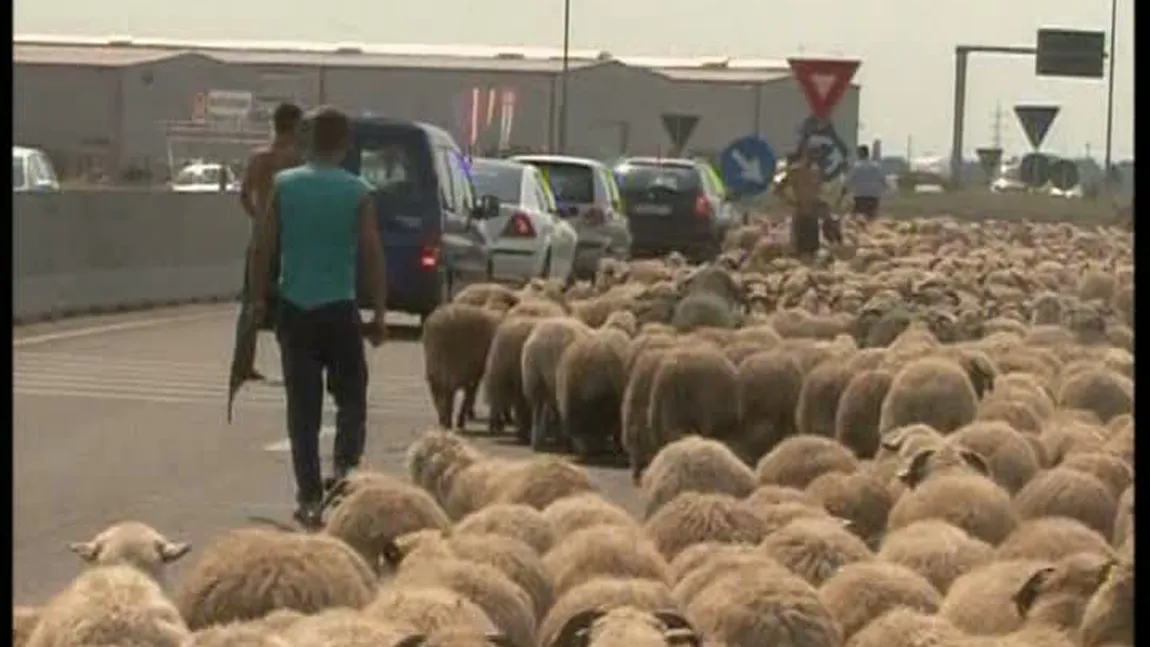 S-A ÎNTÂMPLAT ÎN ROMÂNIA. O turmă de oi a blocat traficul pe DN1 VIDEO