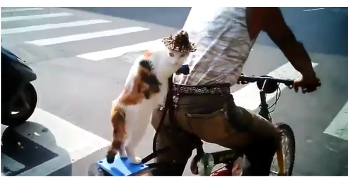 O pisică a devenit vedetă pe internet după ce a fost filmată mergând pe bicicletă VIDEO