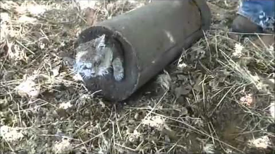 Operaţiune complicată de salvare: O pisică a fost îngropată de vie în ciment VIDEO