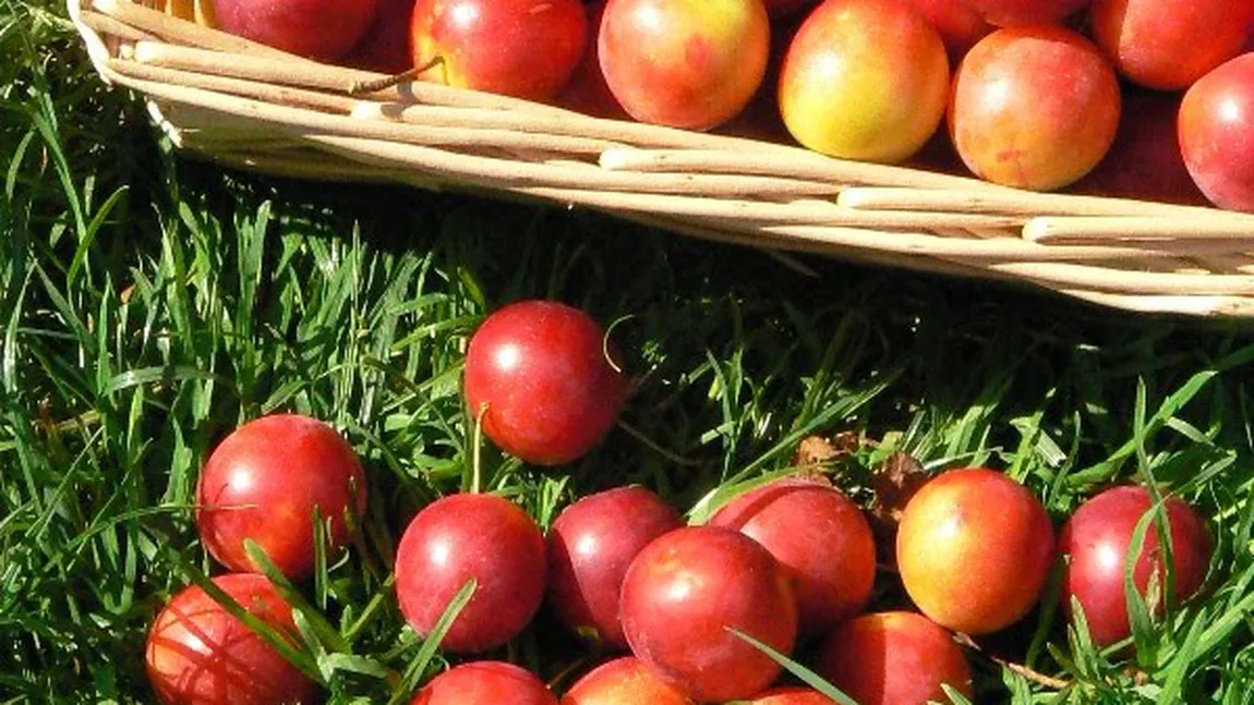 Un pom din Oradea face 11 feluri de fructe
