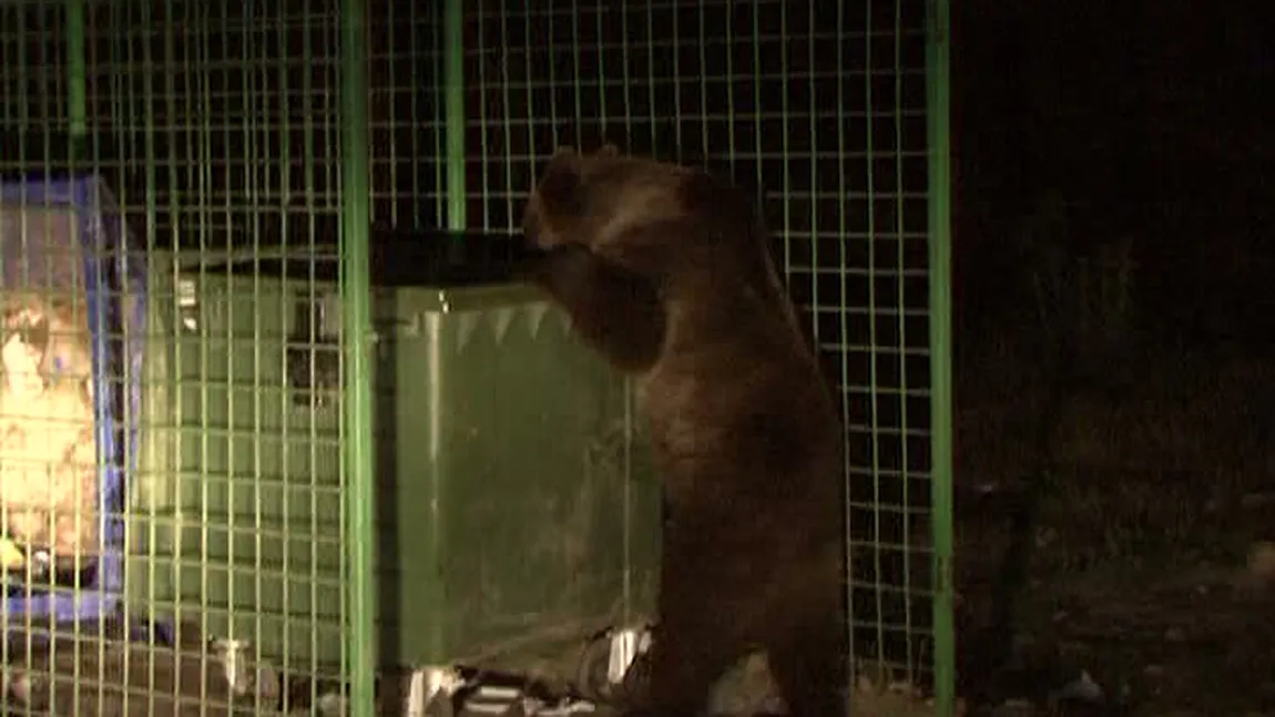 Urşii, spectacol la tomberoane în Buşteni VIDEO