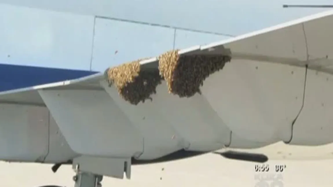 Mulţi au fost şocaţi! Câteva mii de albine au întârziat decolarea unui avion