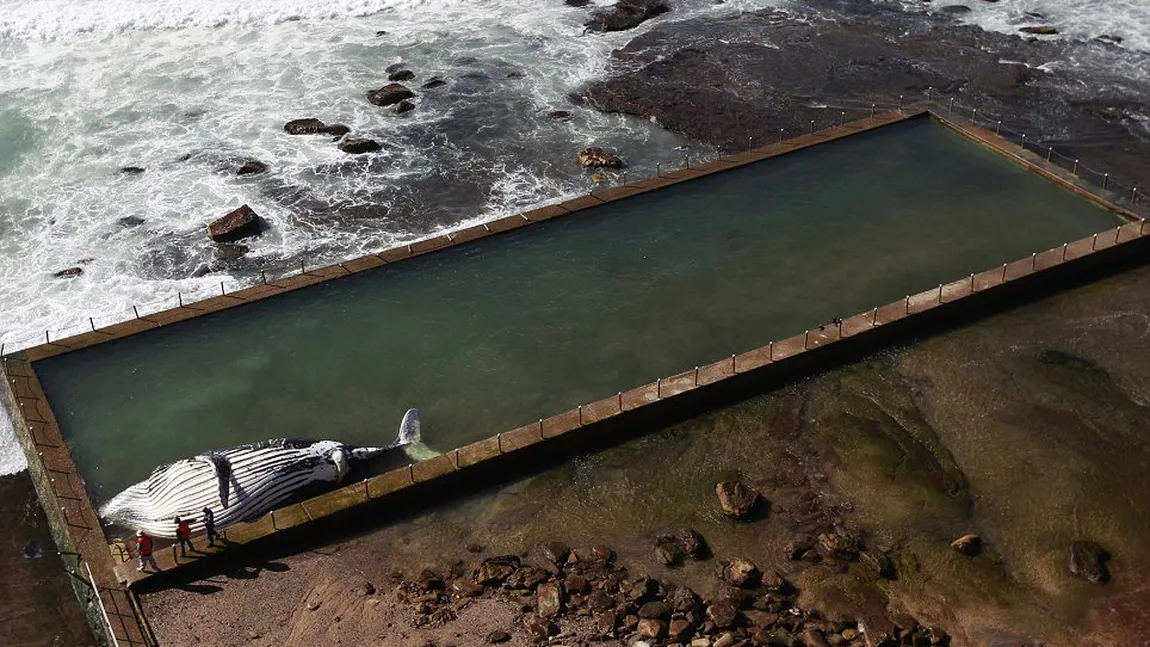 O balenă cu cocoaşă a eşuat într-o piscină din Australia FOTO