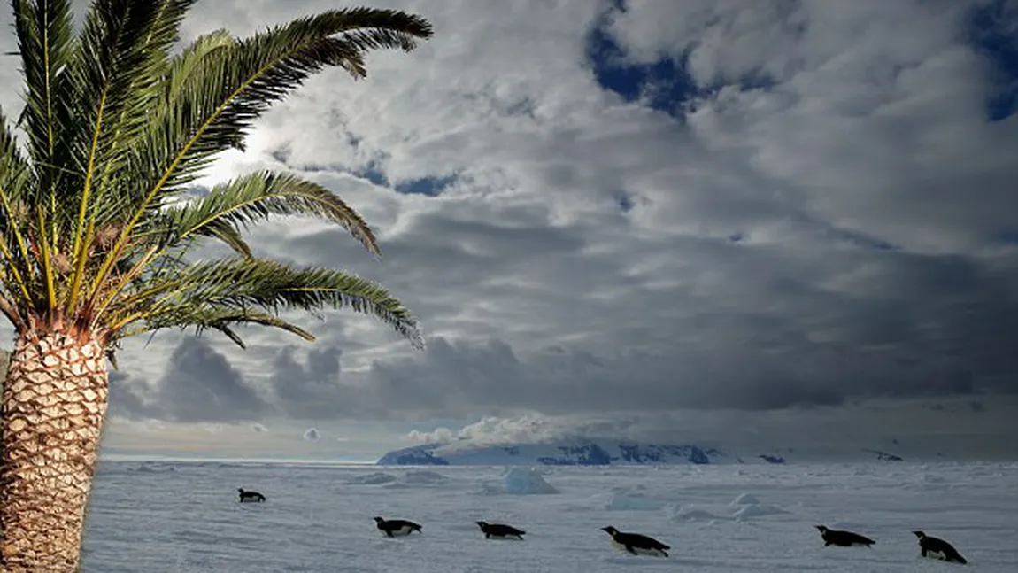 Antarctica a fost plină de palmieri, iar istoria s-ar putea repeta din cauza încălzirii globale