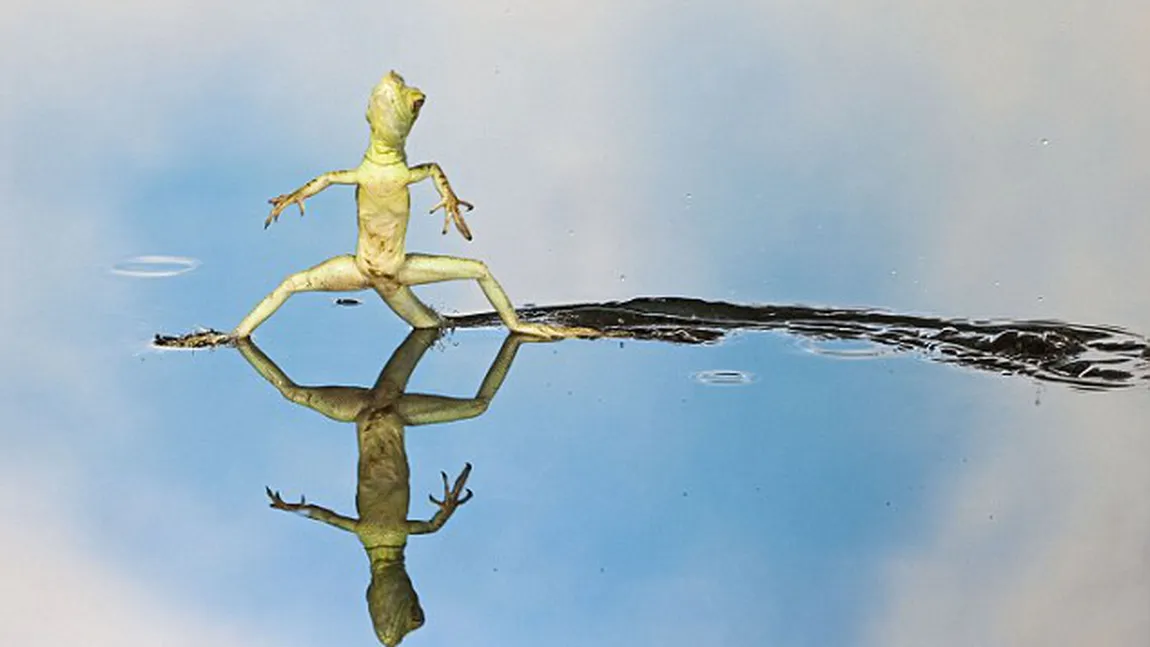 Şi animalele pot dansa: Cele mai nostime figuri de dans ale necuvântătoarelor FOTO