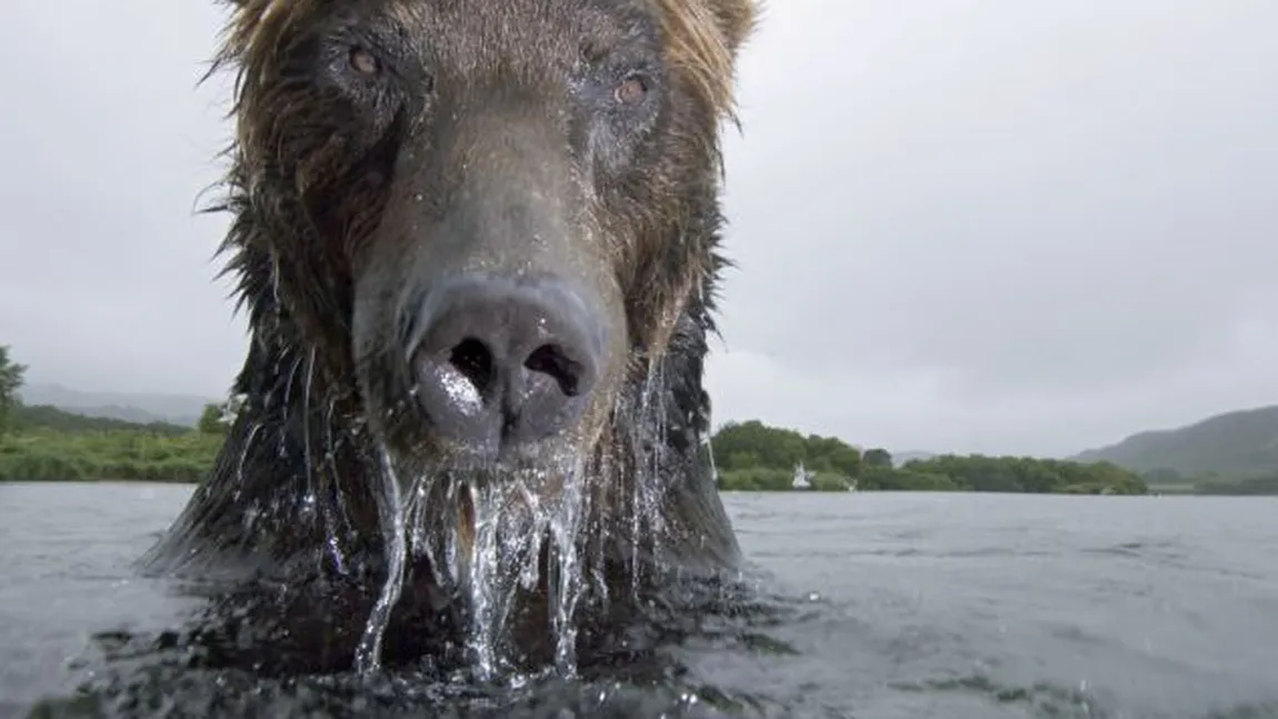 Portret de urs: Un fotograf curajos a surprins prădătorul la doar câţiva centimetri distanţă FOTO