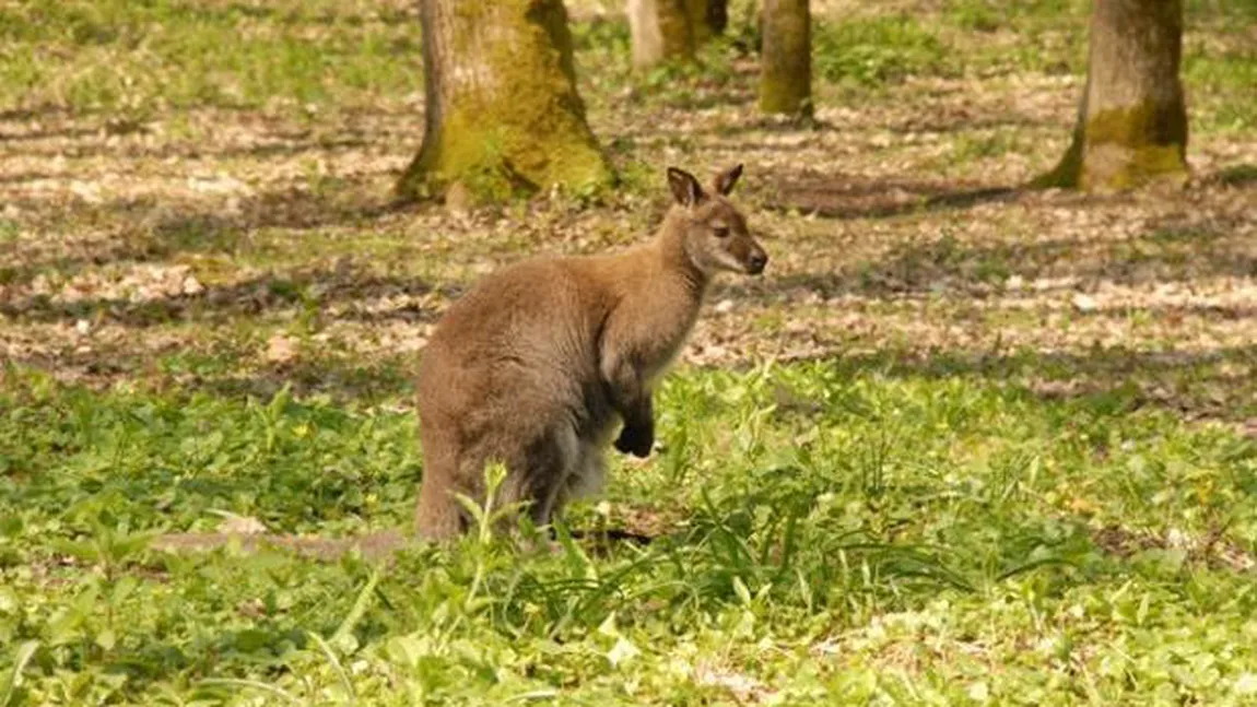 Zoo Bucov intră din nou în atenţie: Singurul cangur din Ploieşti a fost mâncat de maidanezi