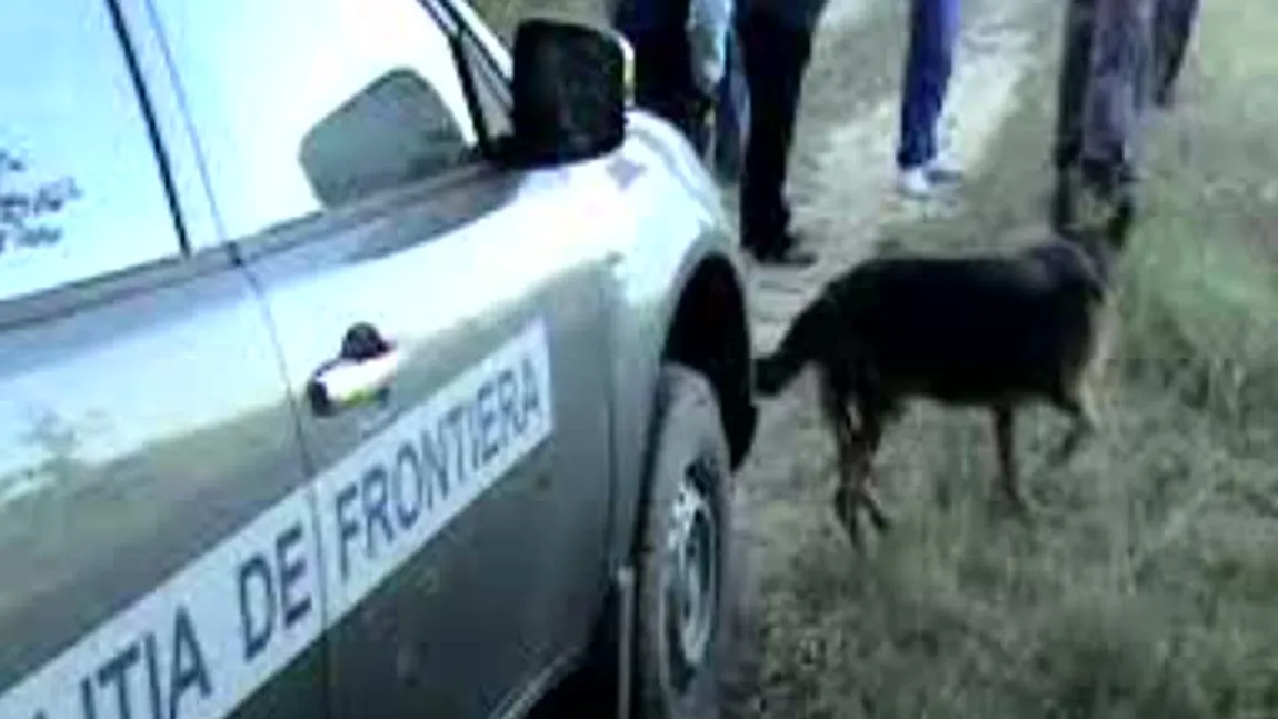 O adolescentă dispărută, căutată cu câini într-o pădure din Caraş-Severin