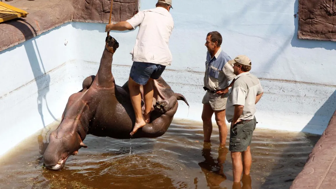 Un hipopotam căzut într-o piscină, în Africa de Sud, a murit înainte de a fi scos din ea VIDEO