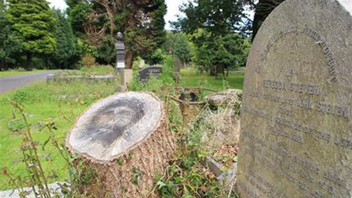 Fenomen ciudat într-un cimitir din Belfast: Chipul lui Iisus a apărut pe un buştean VIDEO