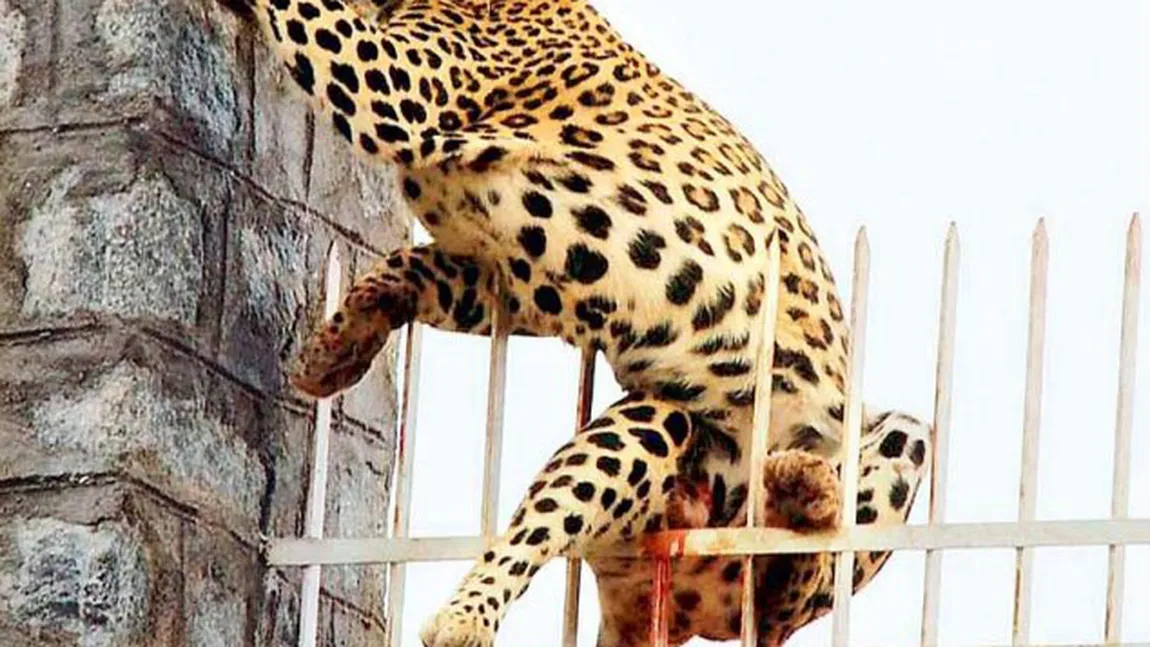 Un leopard, în agonie după ce barele unui gard i-au străpuns piciorul FOTO