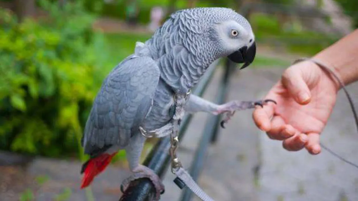 Papagalii au inteligenţa unui copil de 3 ani. Vezi cât îi duce capul
