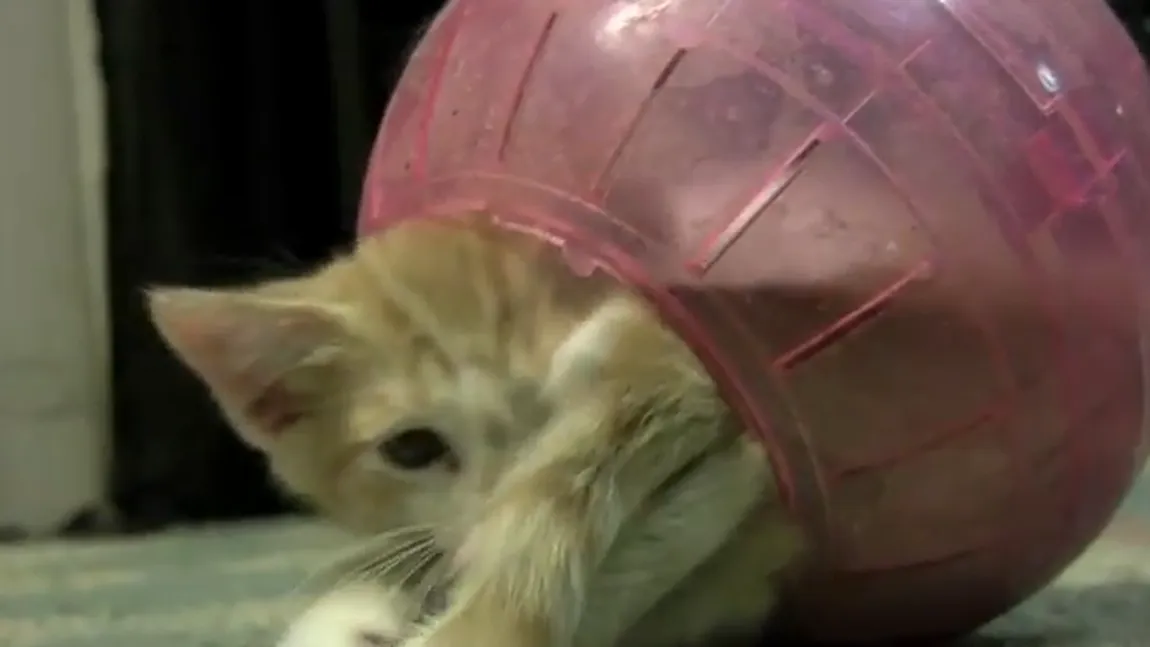 Pisica Tom Tom rămâne blocată într-o bilă de hamster VIDEO