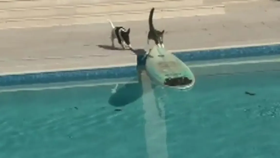 INSTINCT DE SUPRAVIEŢUIRE O pisică face surf ca să scape de un câine VIDEO