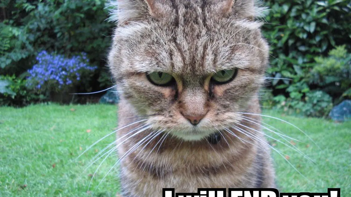 Top 10 cele mai răutăcioase pisici din lume GALERIE VIDEO