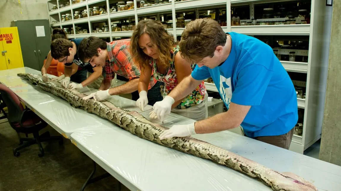 Captură record: Un şarpe uriaş a fost prins în Florida VIDEO&FOTO