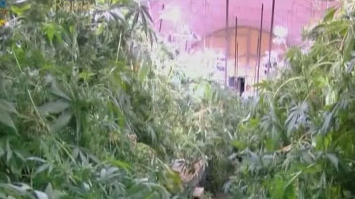 Seră de marijuana, descoperită în centrul Romei VIDEO