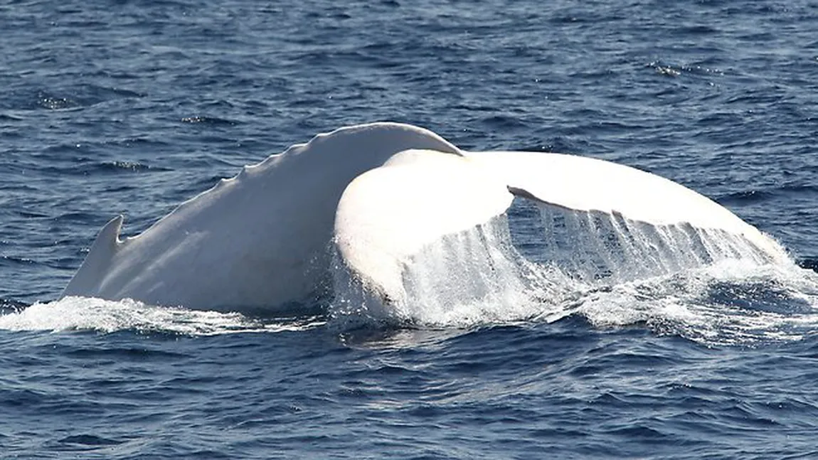 SPECTACULOS. Migaloo, balena albă, şi-a făcut apariţia pe coasta Australiei VIDEO