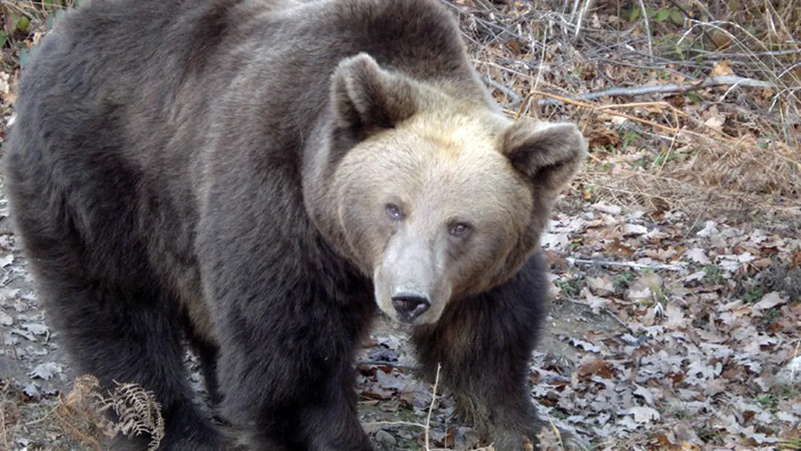 Sanctuarul Urşilor de la Zărneşti se oferă să găzduiască ursul din Moroieni