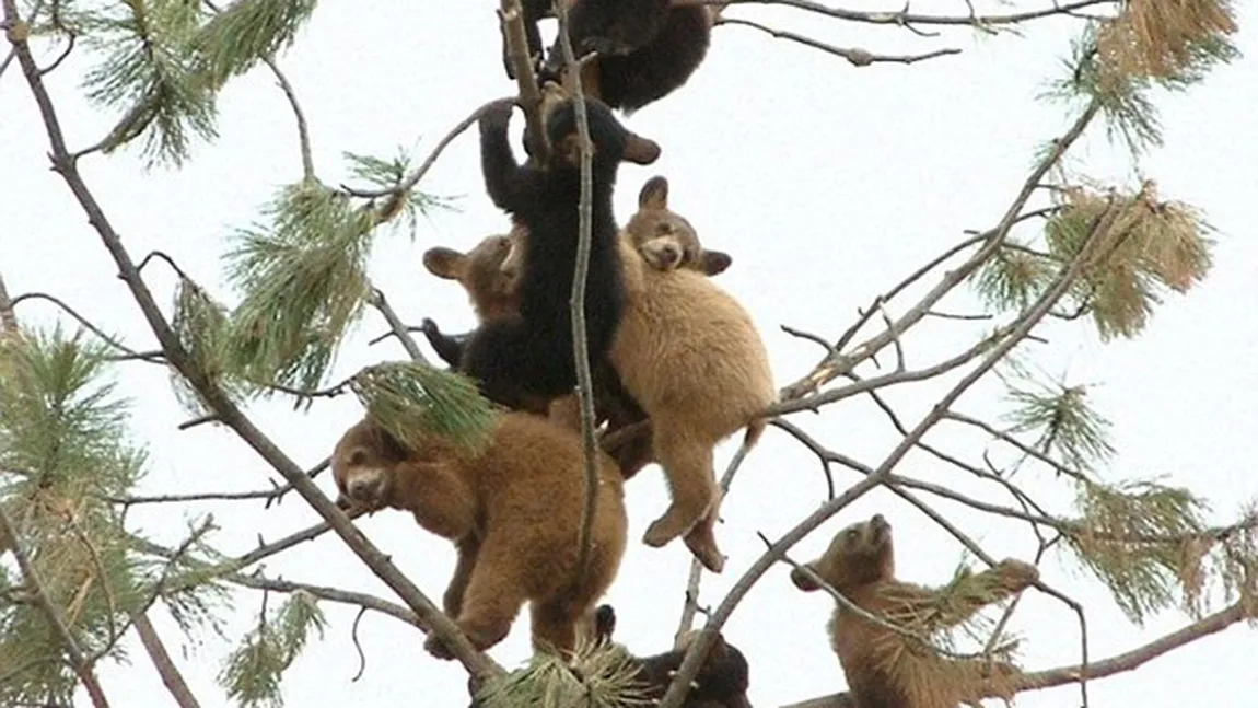 Copacul cu urşi: O mulţime de pui de urs s-au înghesuit pe un singur brad FOTO