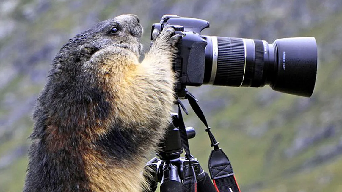 Ce s-a întâmplat când marmota s-a apucat de fotografiat FOTO