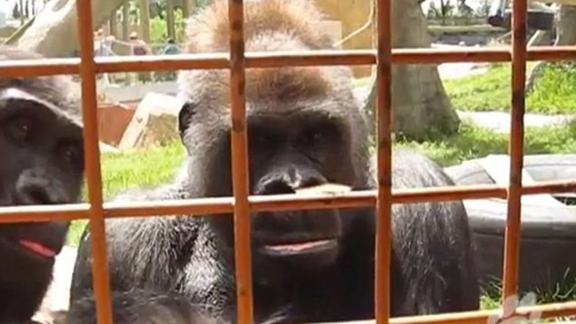 O gorilă este fascinată de o omidă pufoasă VIDEO