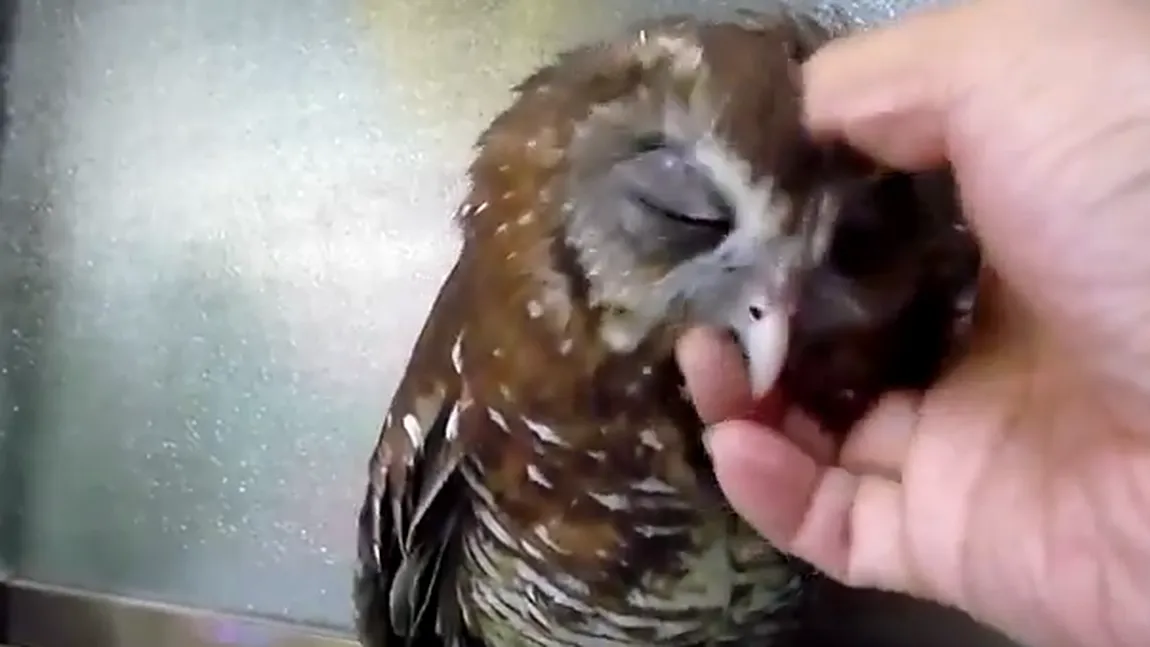 O bufniţă scărpinată face senzaţie pe internet VIDEO