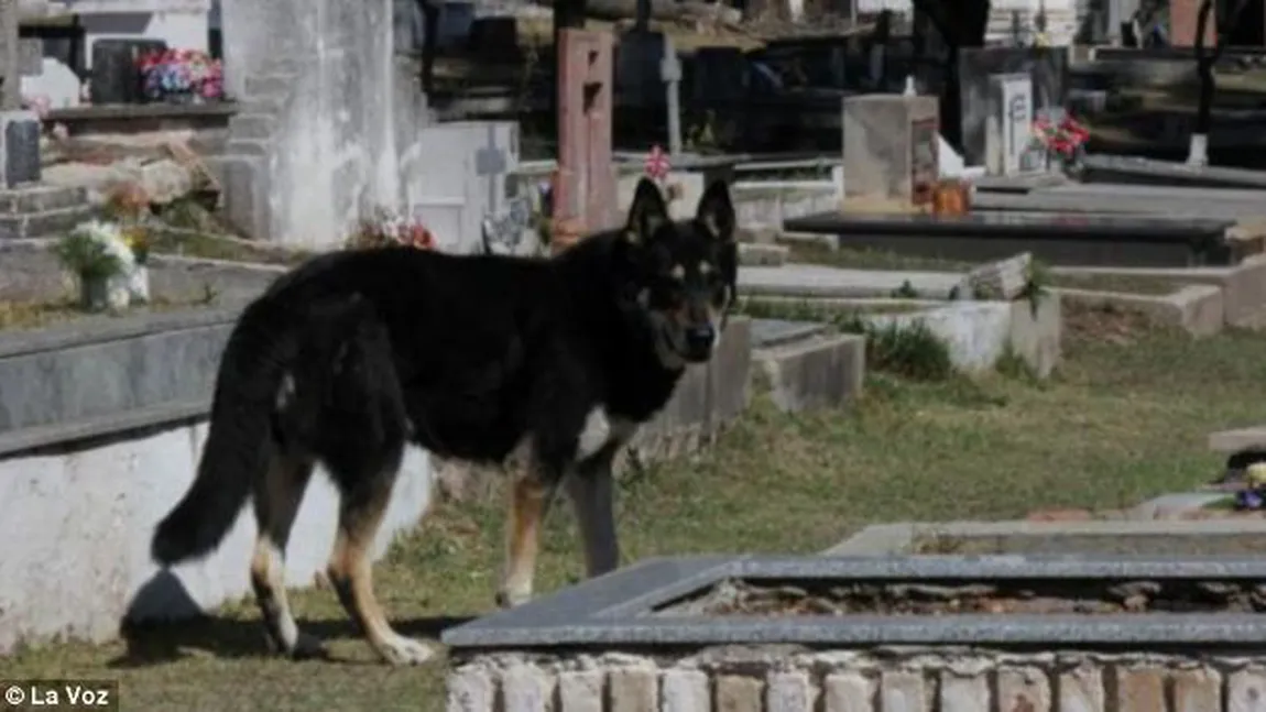 Povestea celui mai credincios câine. De şase ani stă lângă mormântul stăpânului