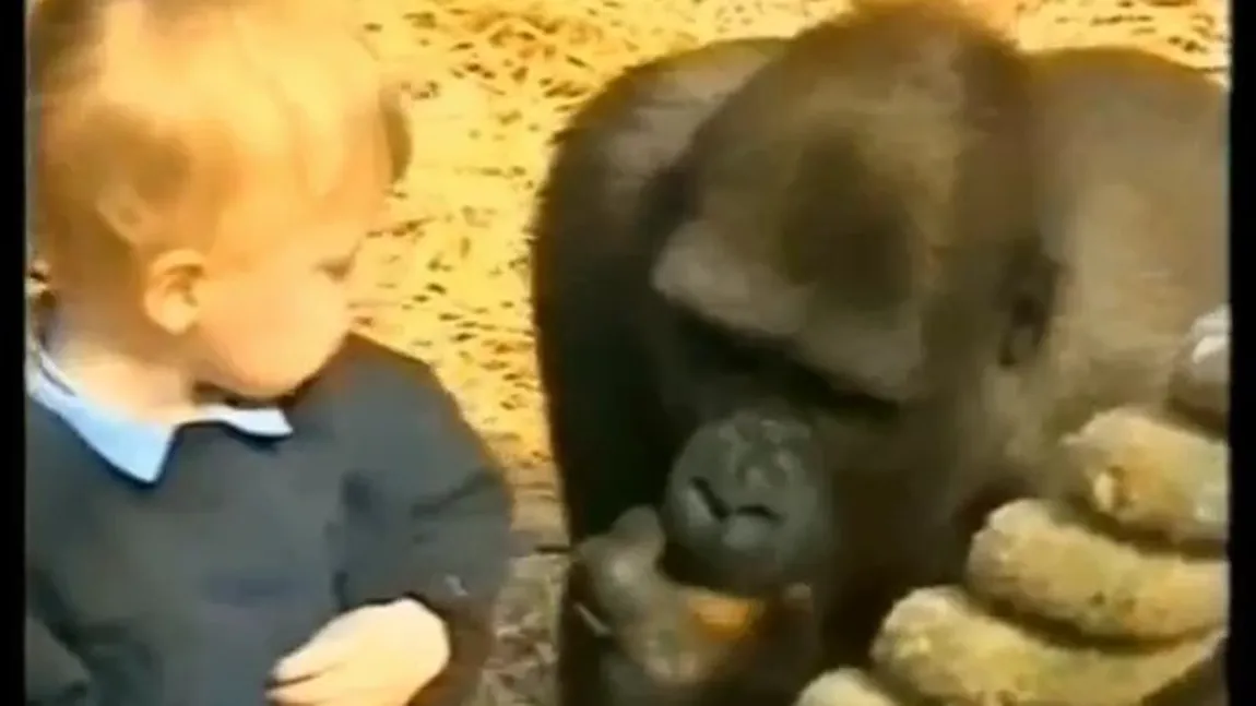 Copil de un an şi jumătate, dat pe mâna gorilelor VIDEO