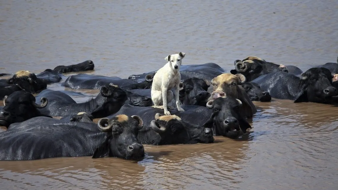 Cel mai deştept câine din Pakistan: Cum a reuşit să traverseze râul fără să atingă apa FOTO