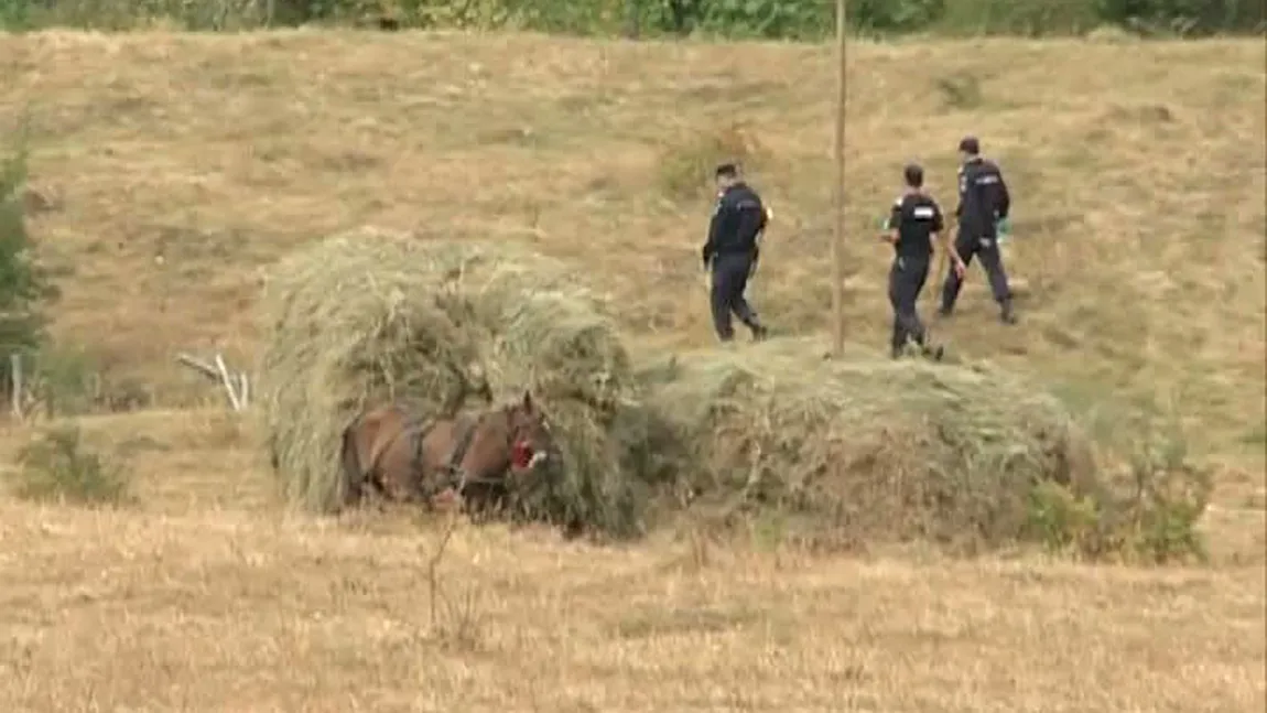 Căutările ursului care a omorât un om la Moroieni au fost reluate