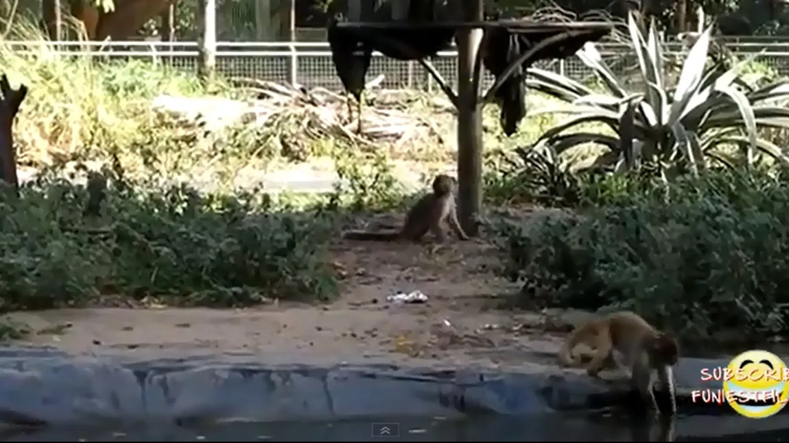 Ce face o maimuţă când se plictiseşte la Zoo VIDEO