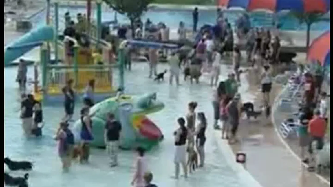 350 de câini au participat la o petrecere la piscină VIDEO