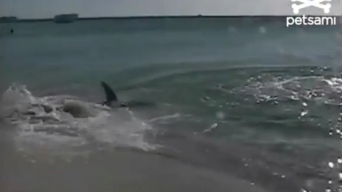 Surpriză cu colţi: Un rechin a încercat să atace un cuplu aflat pe malul apei VIDEO