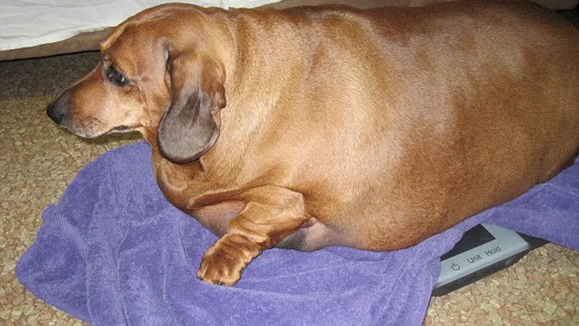 Cel mai gras teckel din lume? Câinele cântăreşte de 35 de kilograme FOTO