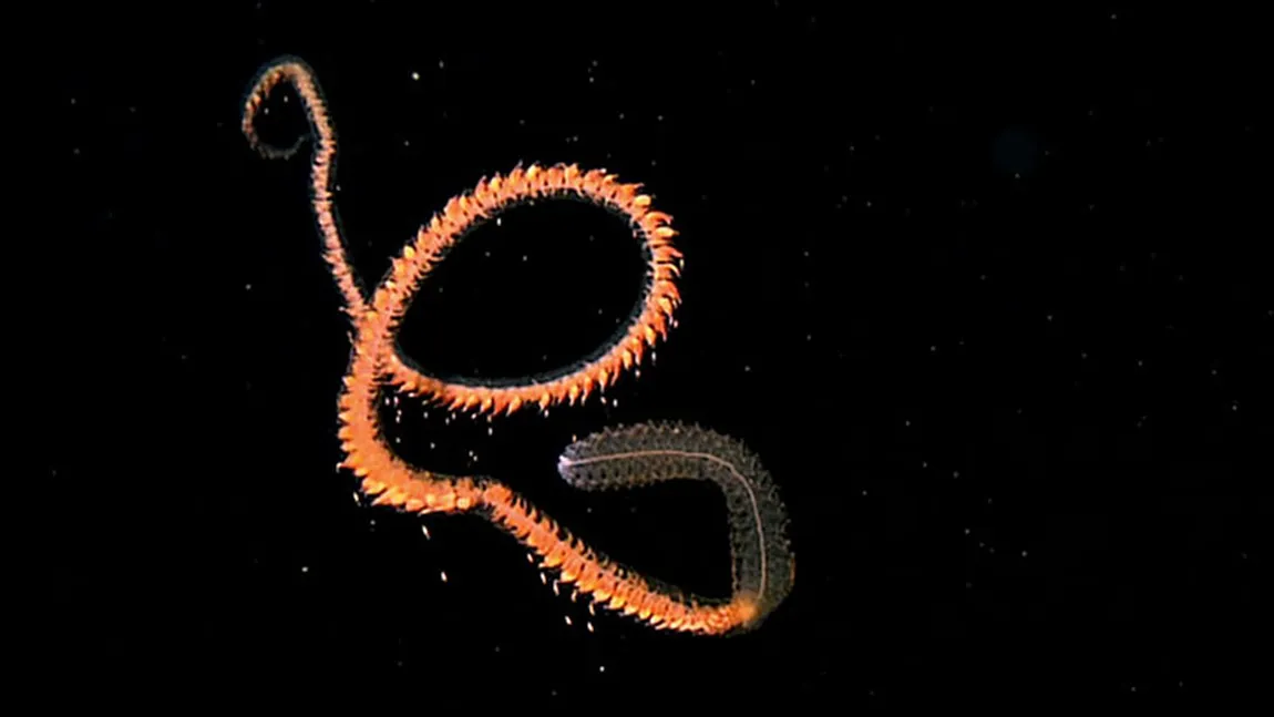 Sifonoforele, cele mai lungi animale de pe planetă FOTO