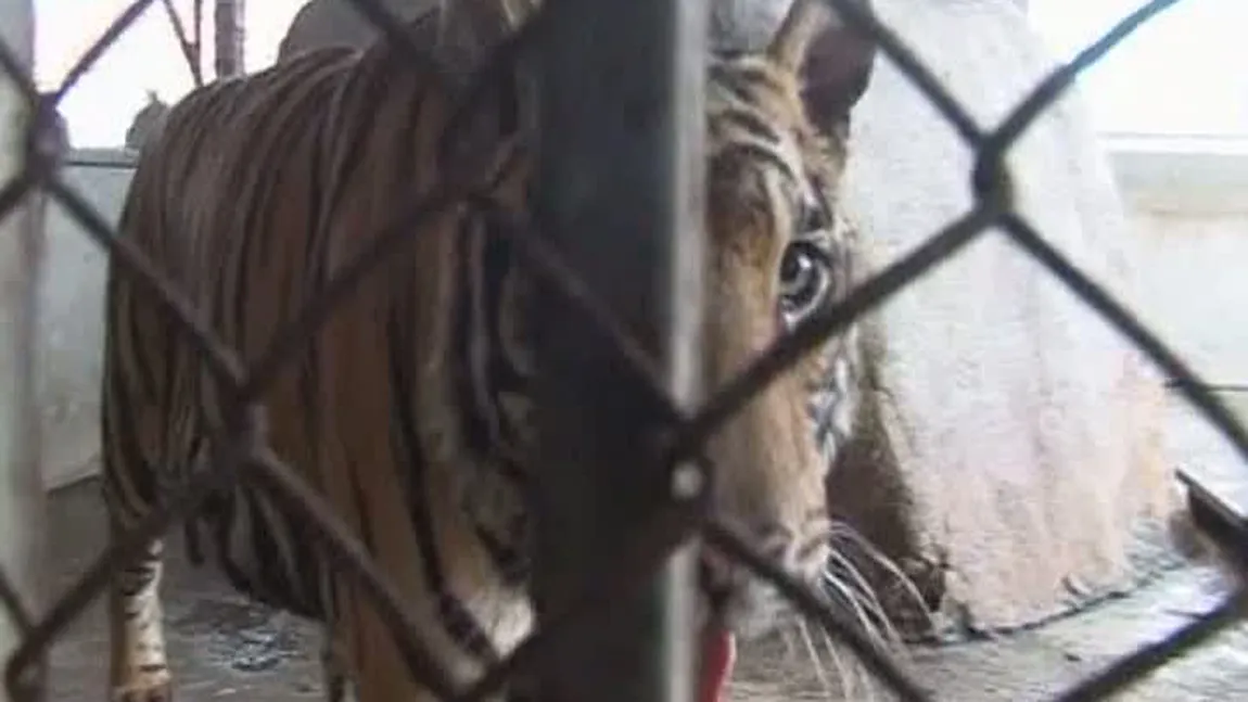 Şase tigri, salvaţi de pe un bloc din Thailanda VIDEO