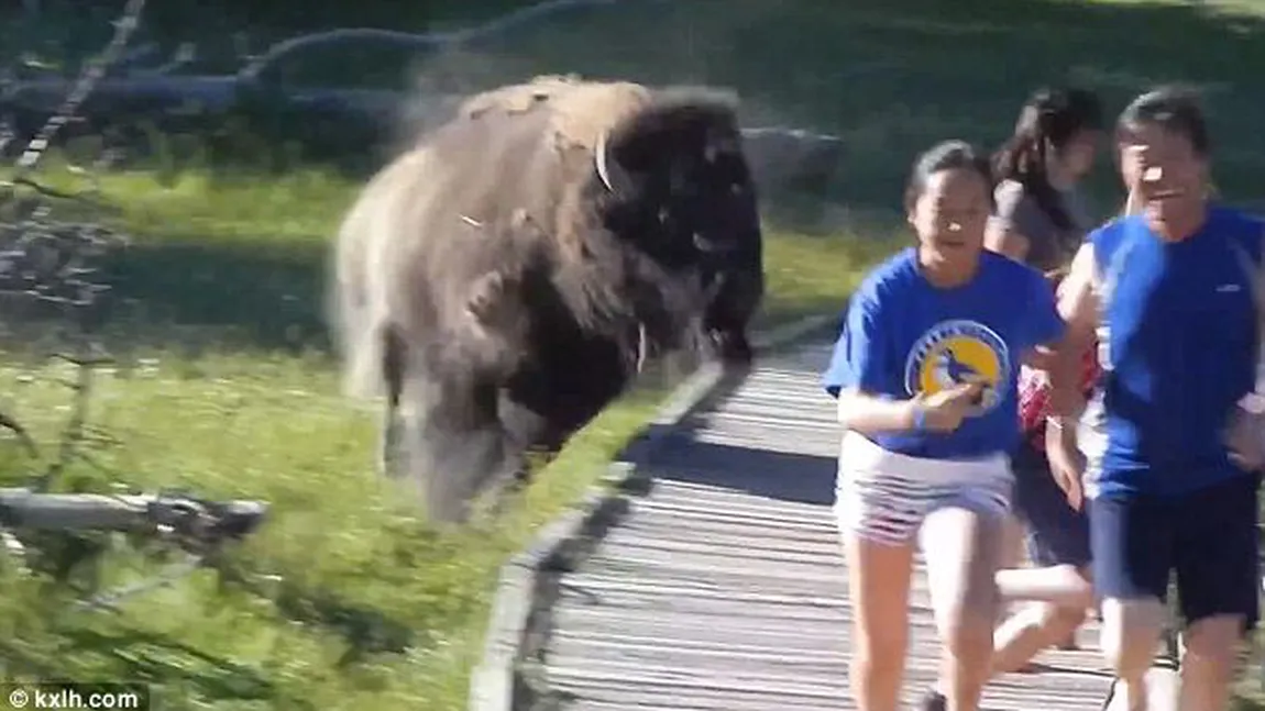 Un bizon din Parcul Yellowstone fugăreşte turiştii VIDEO