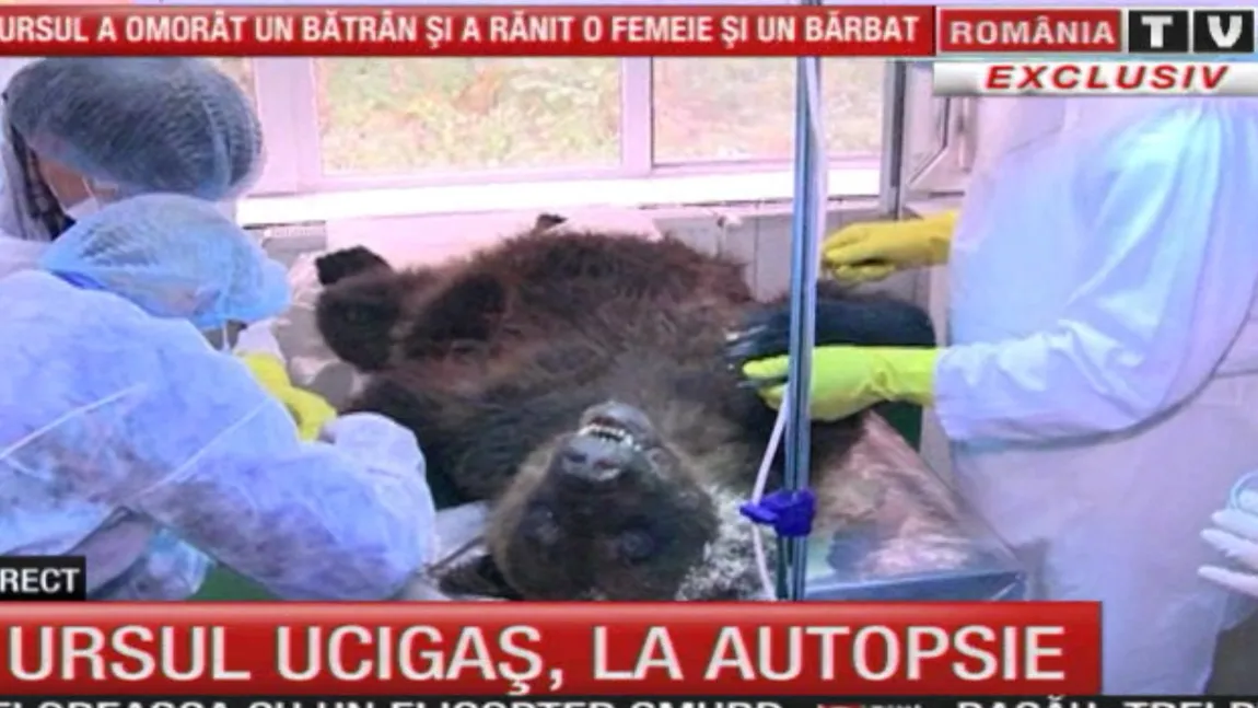 Ursul care a atacat trei persoane în Dâmboviţa, la autopsie