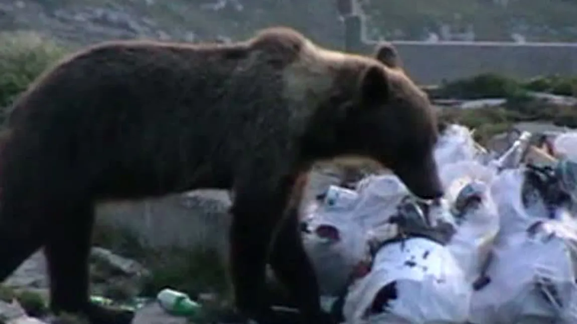 Turiste îngrozite de un urs, în Bucegi